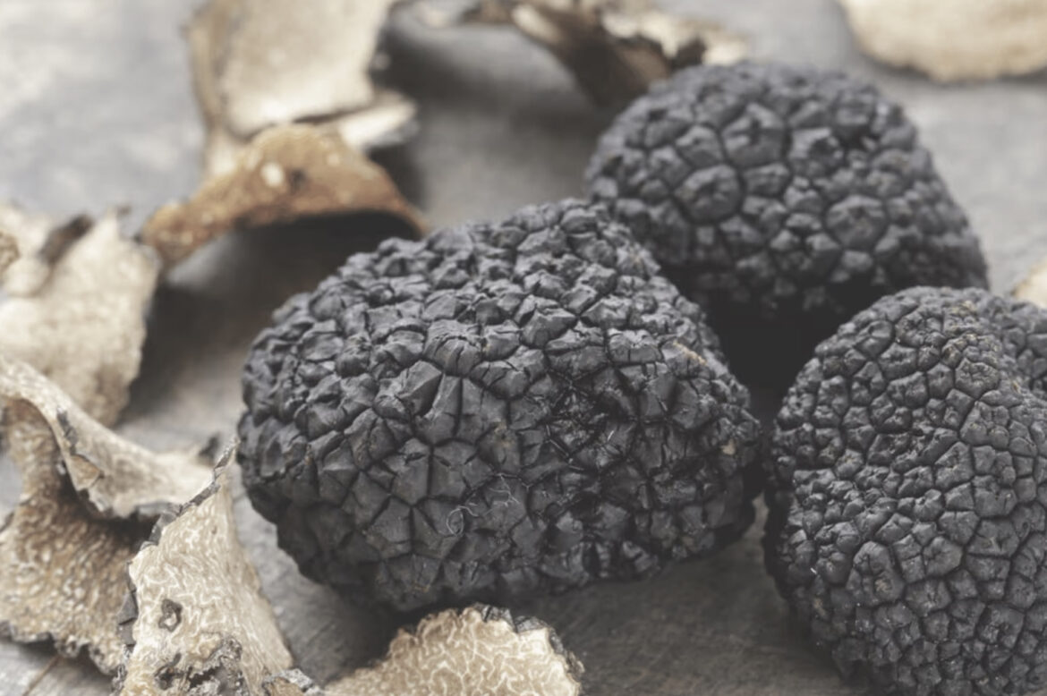 Understanding Truffles: The World’s Most Coveted Fungi